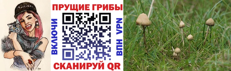 Галлюциногенные грибы Psilocybe  Купить где  Бузулук 